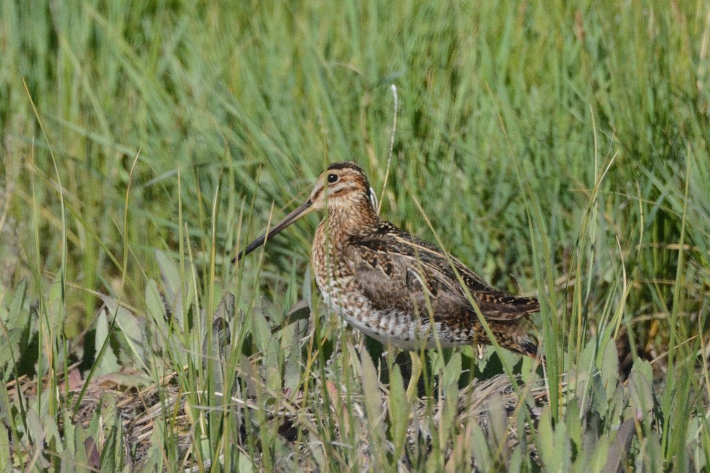 Sandpiper, Wilson's Snipe, 2015-06039312 Monte Vissta NWR, CO.JPG - Wilson's Snipe. Monte Vista National Wildlife Refuge, CO, 6-3-2015